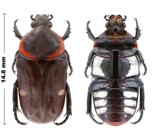 Glycyphana binotata